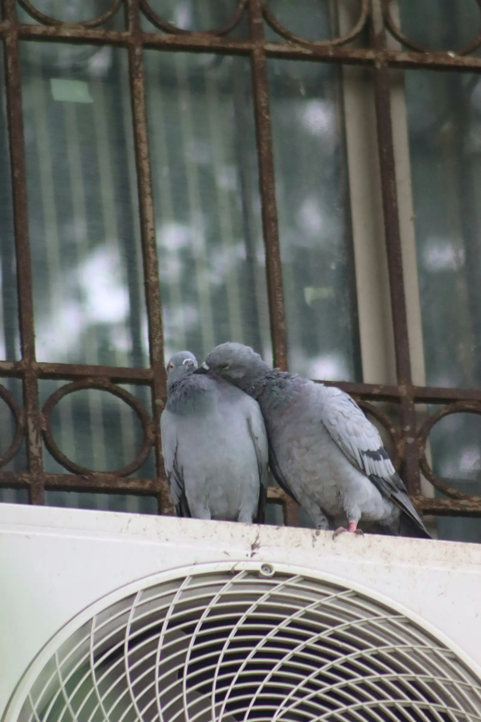 Birds sitting on AC units & ledges